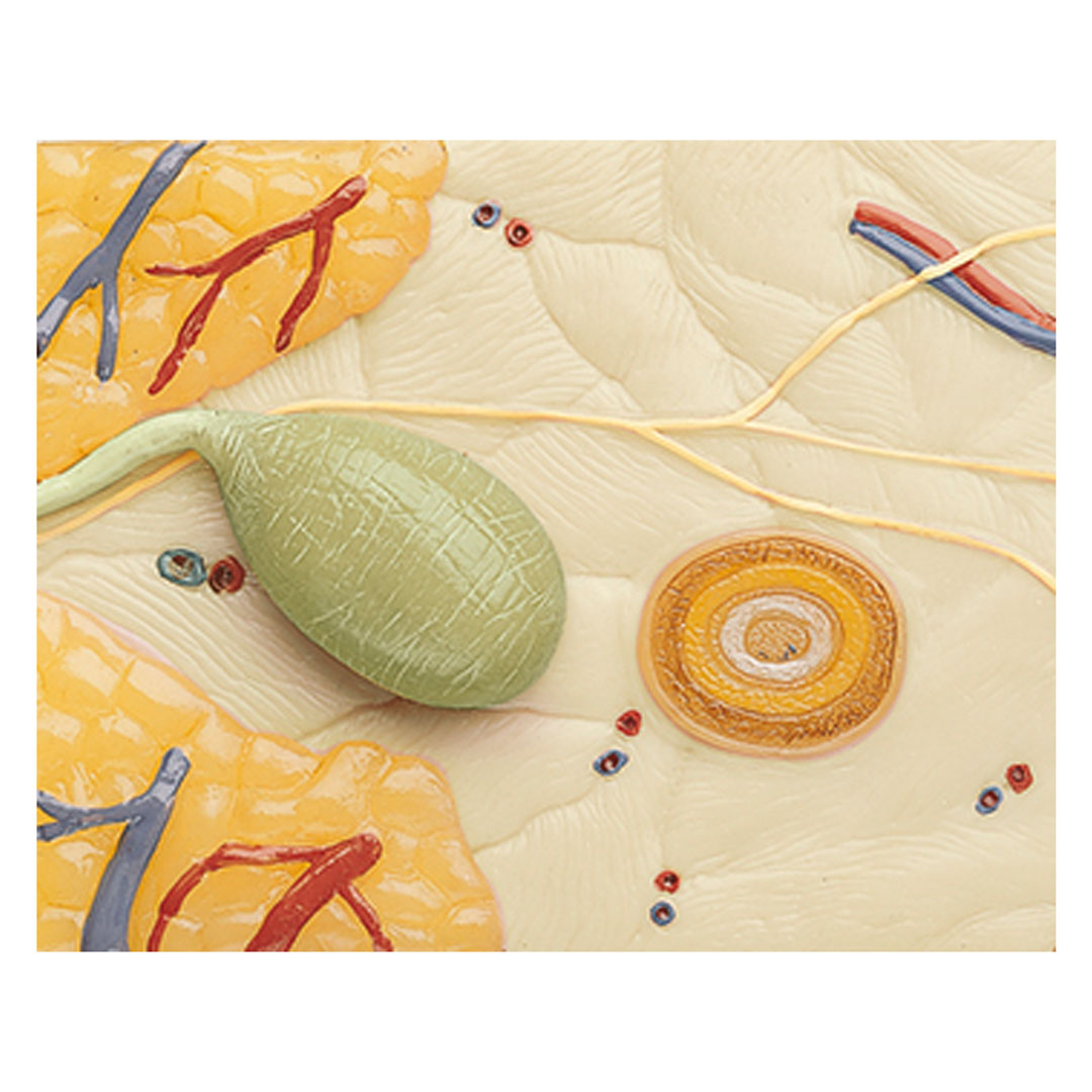 SOMSO® Hautblockmodell, 70fach vergrössert