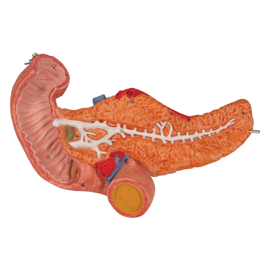 3B SCIENTIFIC Magen m. Zwölffingerd.+Bauchspeicheldrü. (K16)