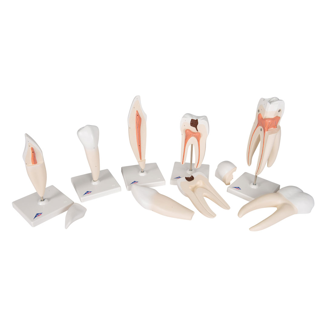 3B SCIENTIFIC Zahnmodellserie, 5 Modelle
