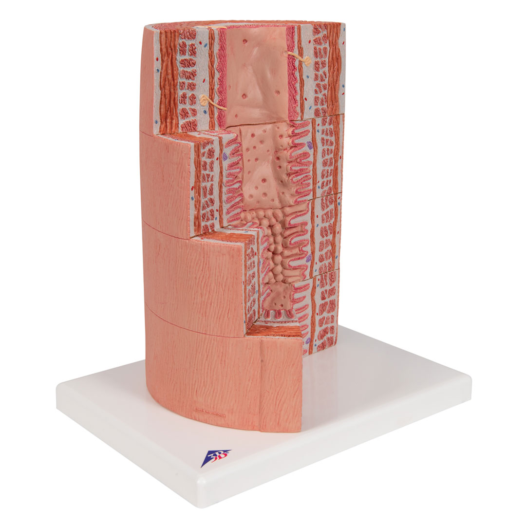 3B SCIENTIFIC Verdauungstrakt/MICROanatomy (K23)