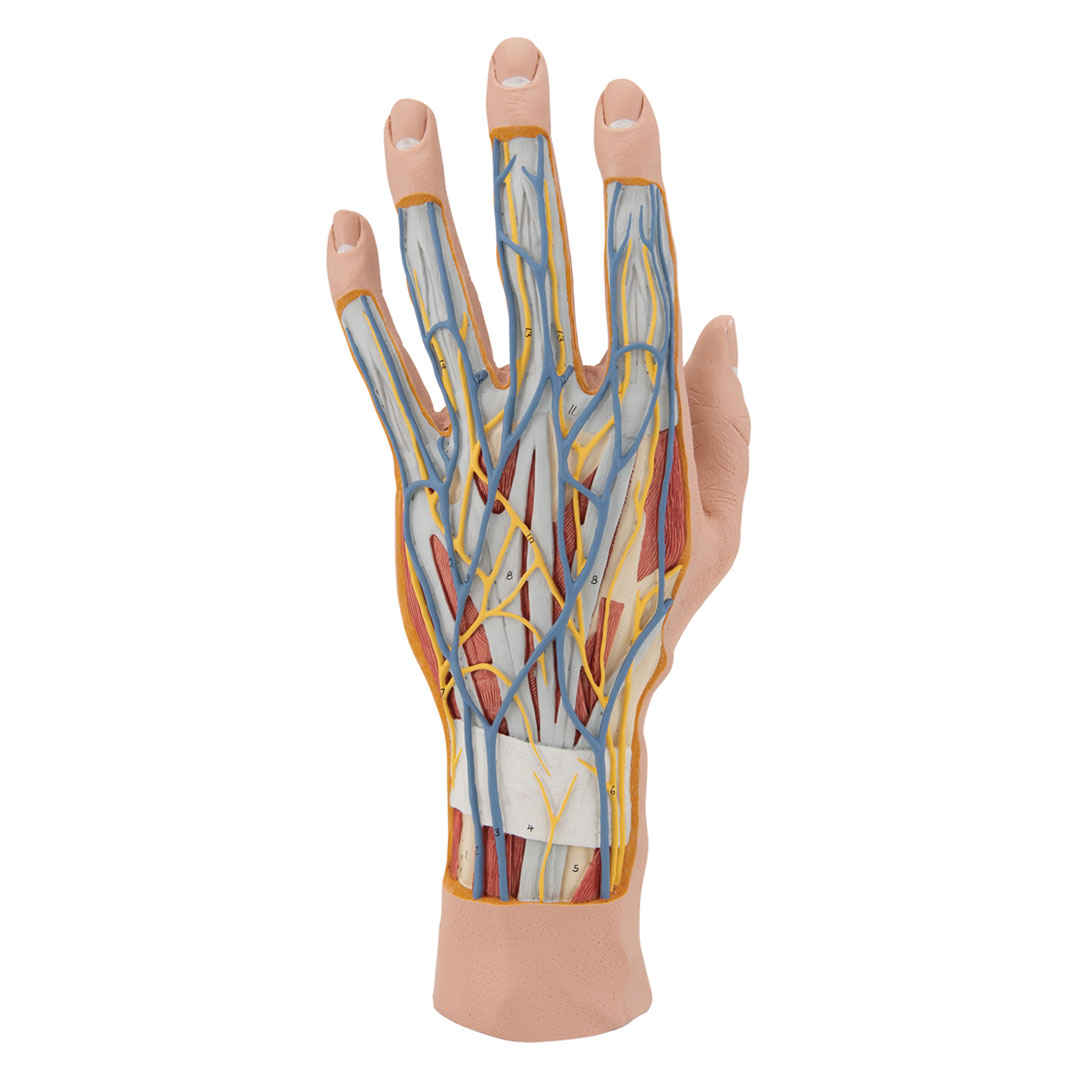 3B SCIENTIFIC Hand-Struktur-Mod., 3-tlg. (M18)