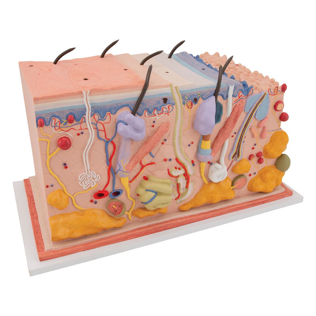 3B SCIENTIFIC Haut, Blockmodell, 70-fache Grösse (J13)