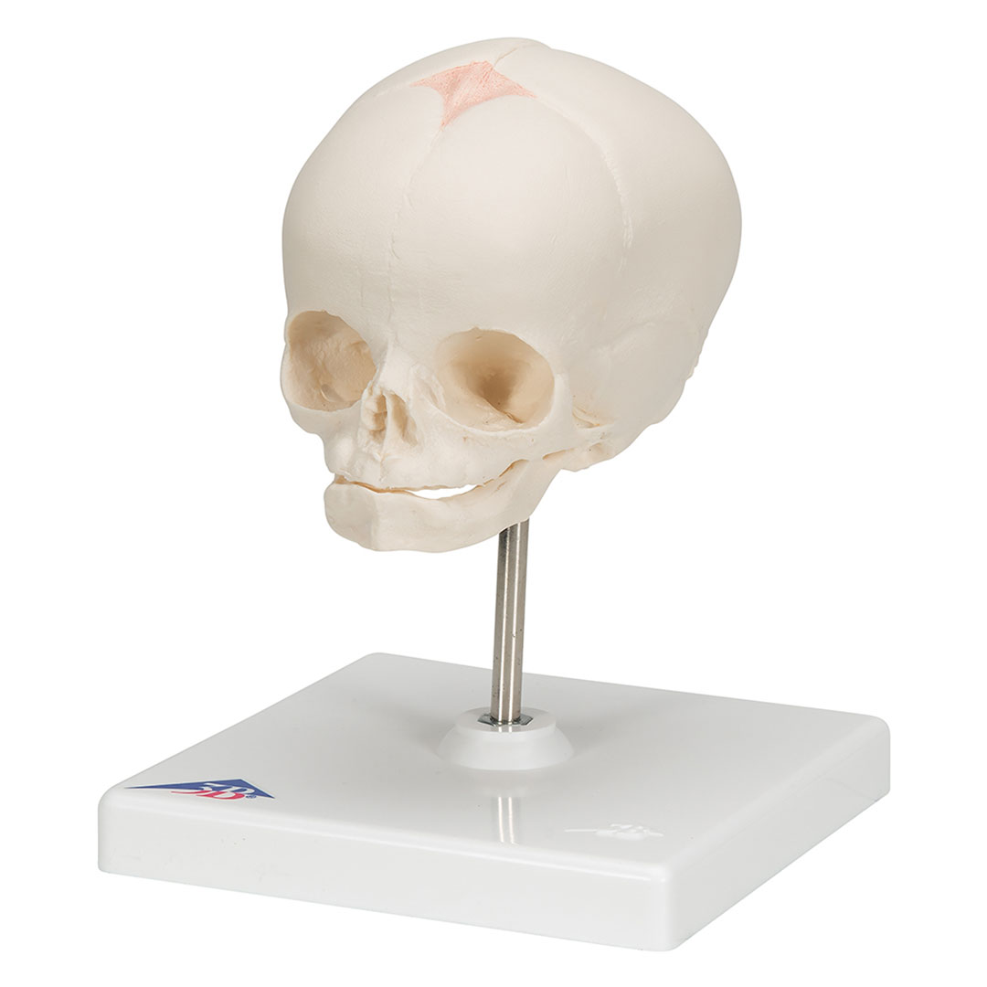3B SCIENTIFIC Fetus-Schädel auf Stativ (A26)