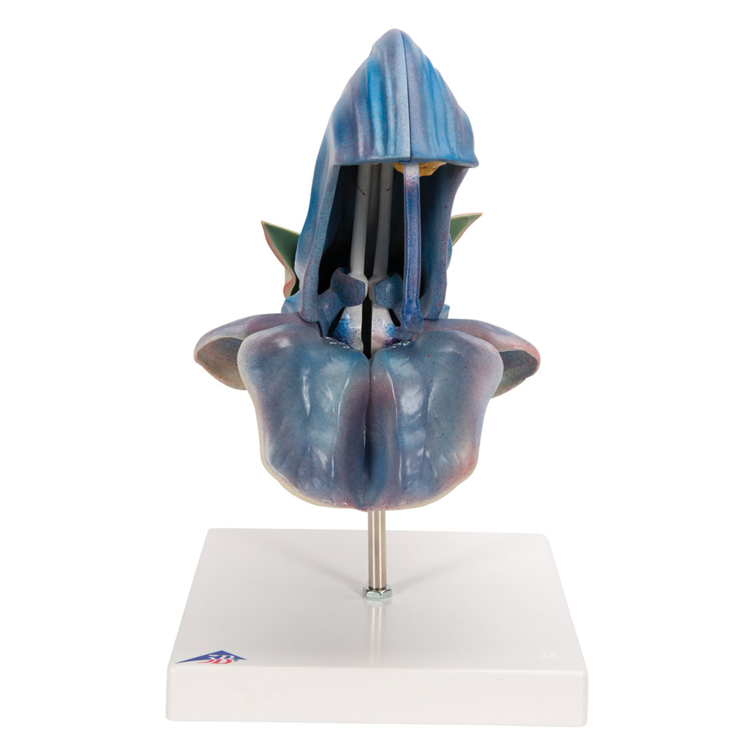 3B SCIENTIFIC Wiesensalbei (T21024)