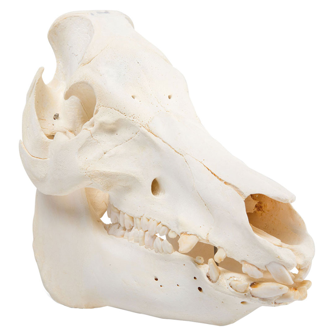 3B SCIENTIFIC Hausschwein weiblich, Schädel-Skelett