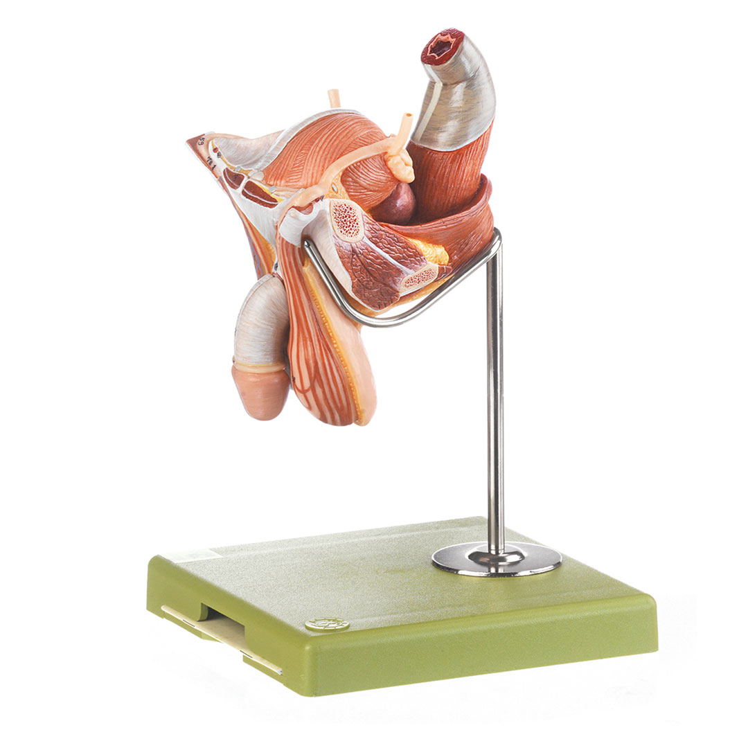 SOMSO® Muskeltorso m.K.20 T., Rücken offen *