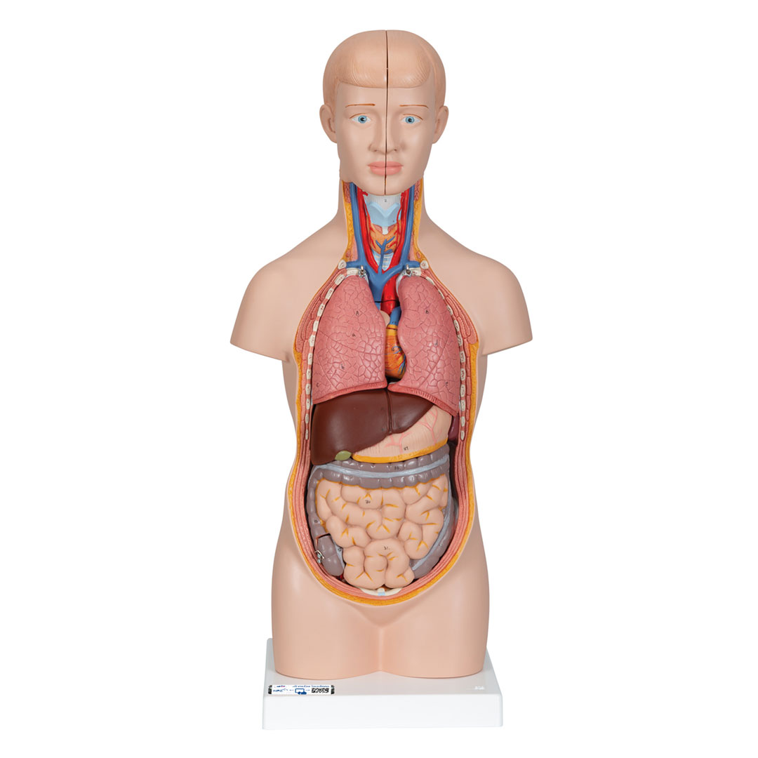 3B SCIENTIFIC Mini-Torso mit Kopf, 12-teilig (B22)