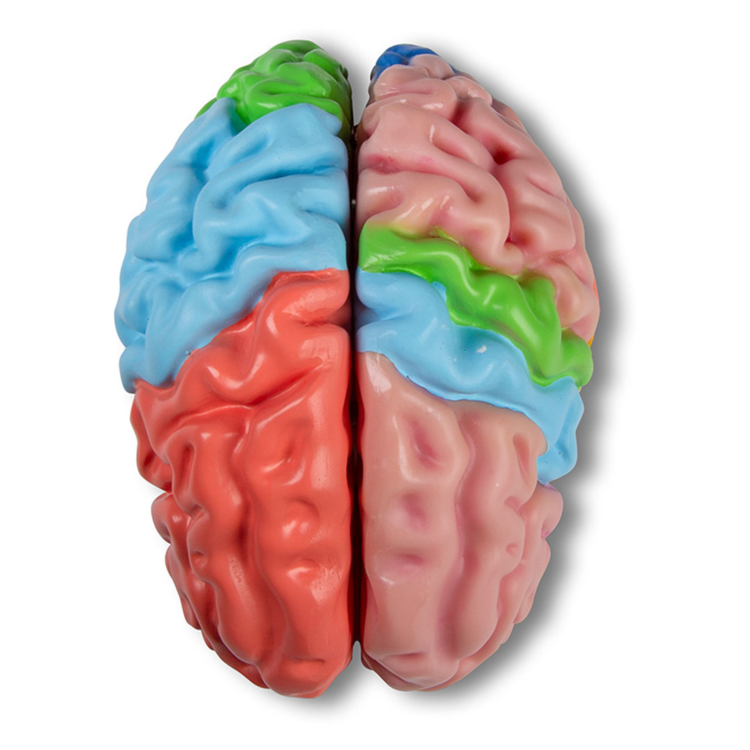 ERLER ZIMMER Gehirnmodell funktionell/regional, lebensgroß, 5-teilig - EZ Augmented Anatomy