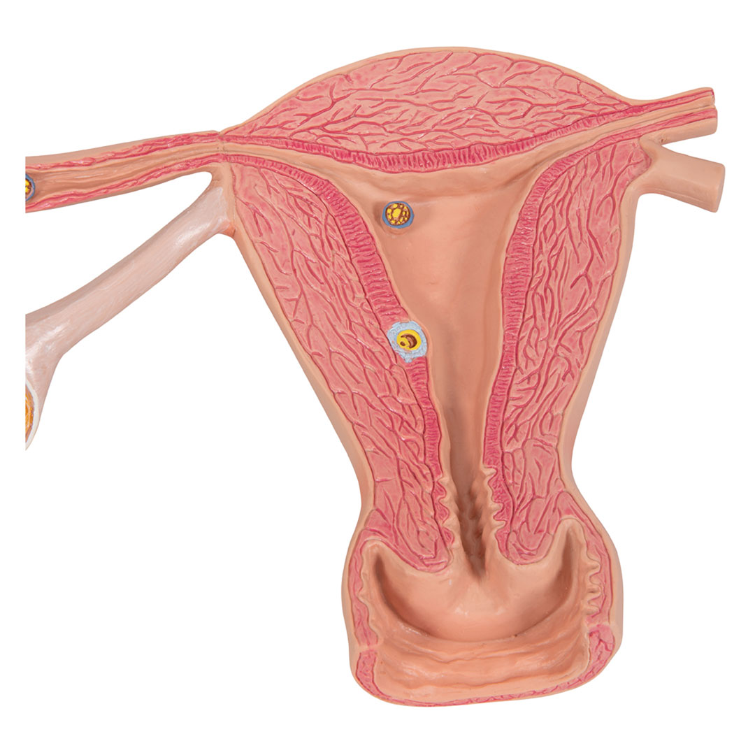 3B SCIENTIFIC Stadien Befruchtung+Keimesentwicklung (L01)