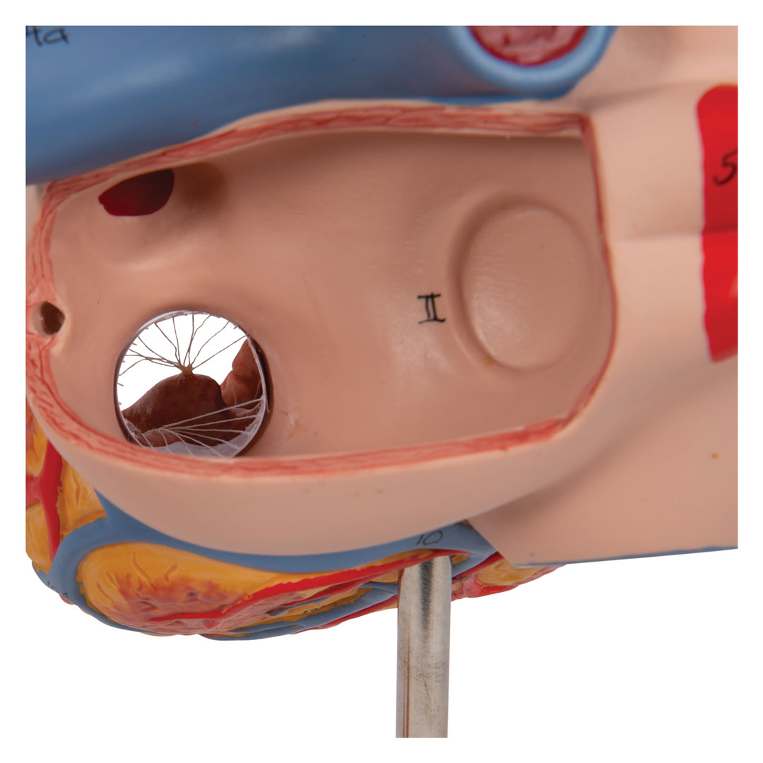 3B SCIENTIFIC Herz,  4-teilig, 2-fache Grösse (G12)