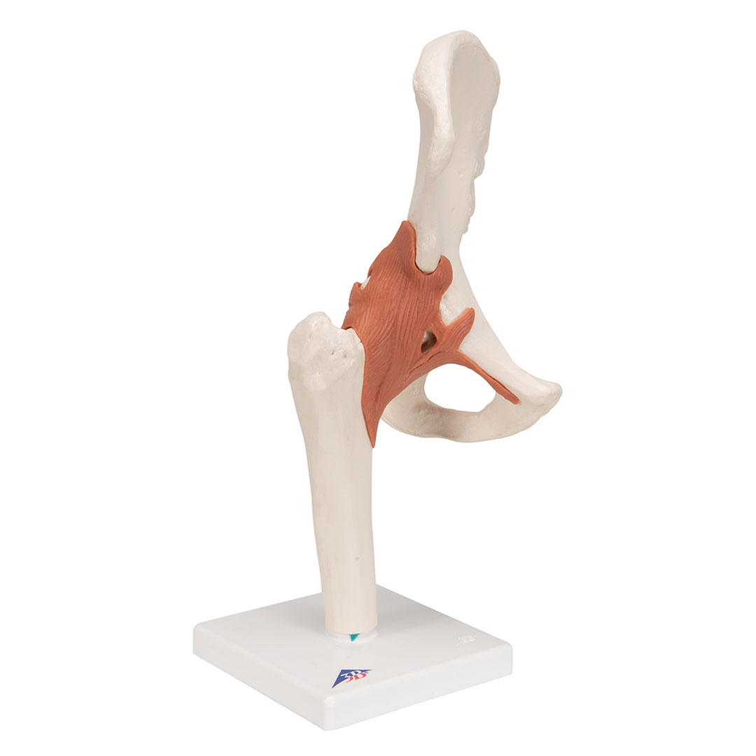 3B SCIENTIFIC Hüftgelenk, Funktionsmodell (A81)