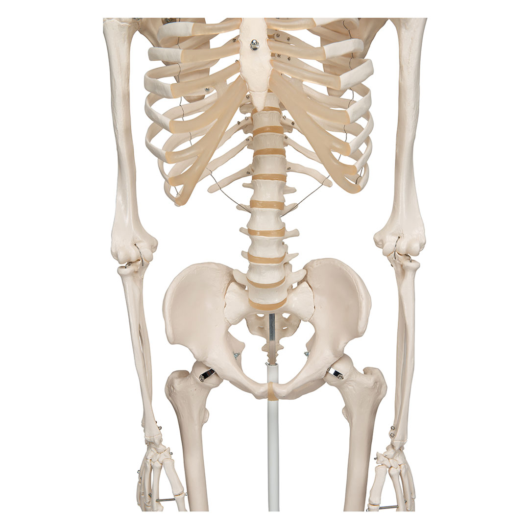 3B SCIENTIFIC Skelett Stan, Standard mit 5-Rollenstativ (A10)
