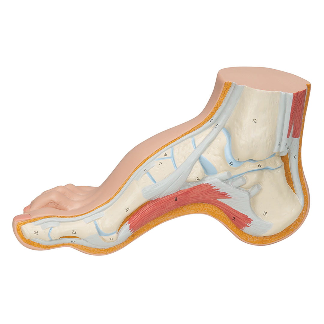 3B SCIENTIFIC Hohlfuss, natürl. Grösse (M32)