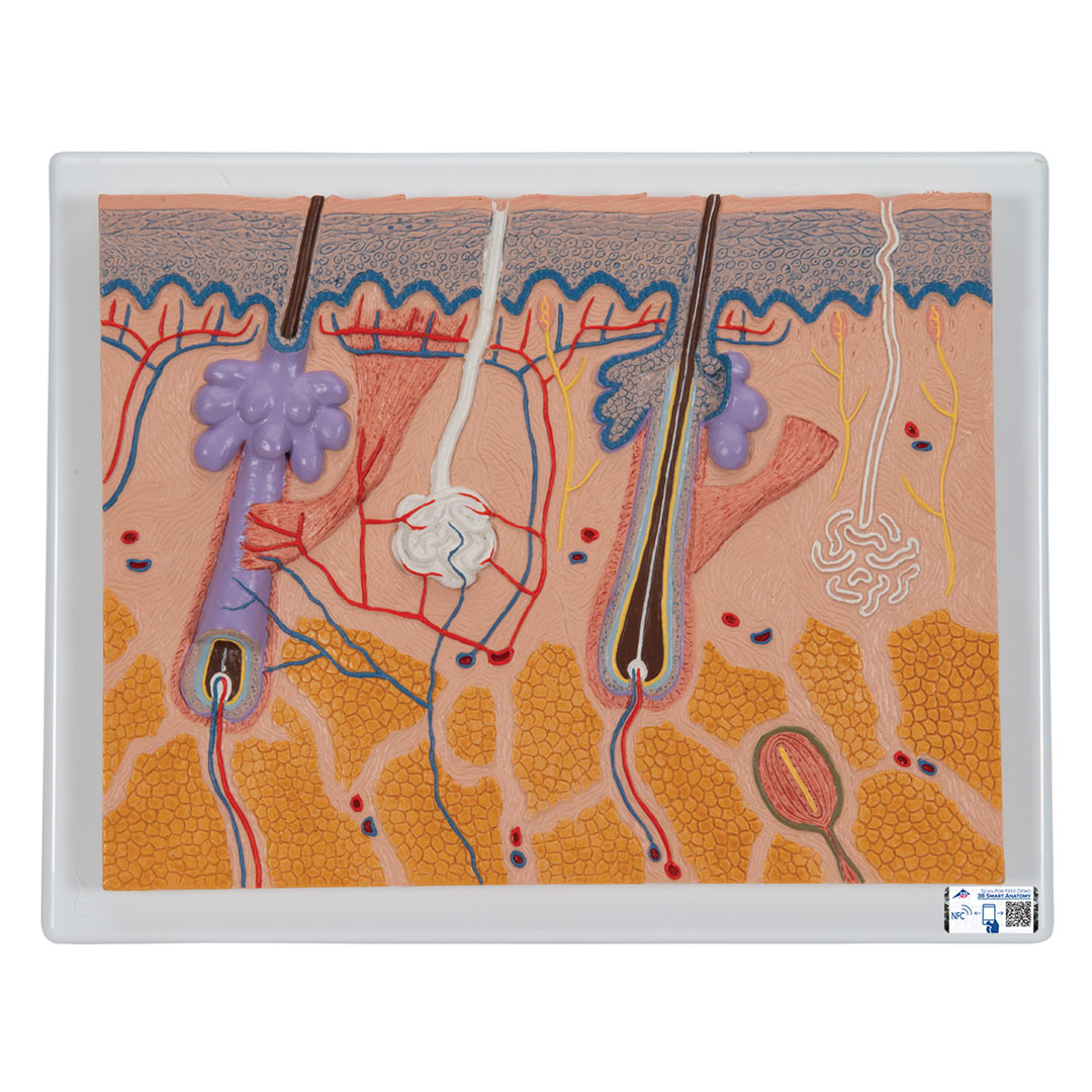 3B SCIENTIFIC Hautdurchschnitt, 70-fache Vergr. (J10)