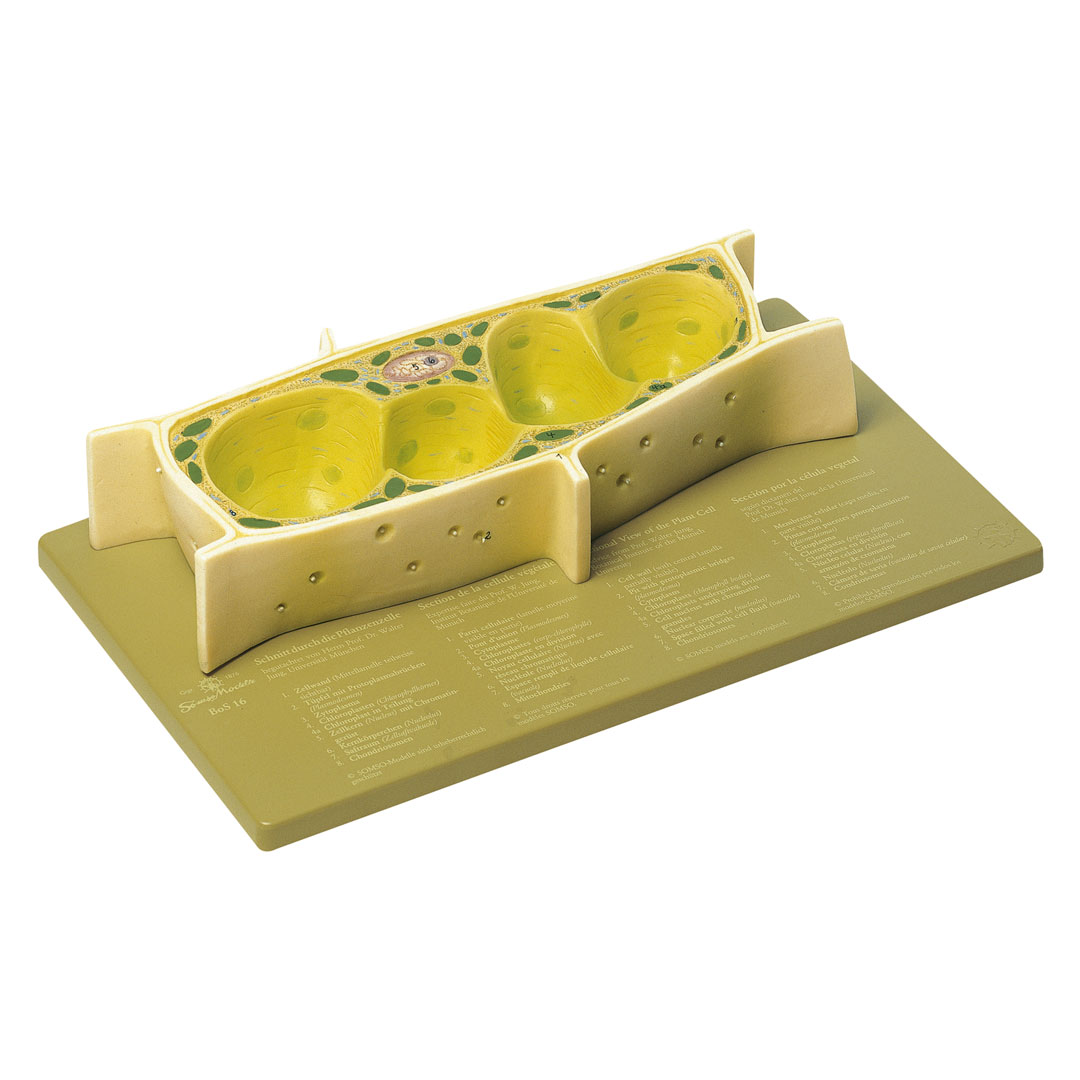 SOMSO® Pflanzenzelle Mod., 3000fach vergr.