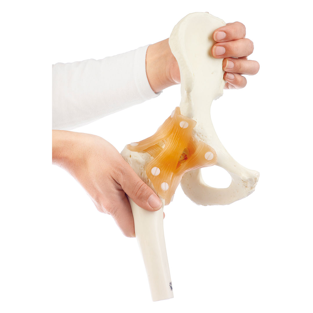 SOMSO® Funktionsmodell Hüftgelenk