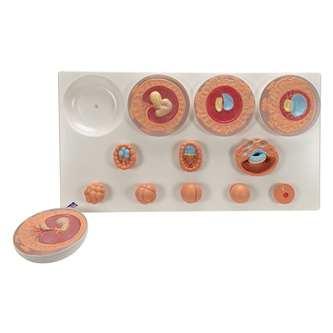 3B SCIENTIFIC Keimesentwicklung in 12 Stadien (VG391)