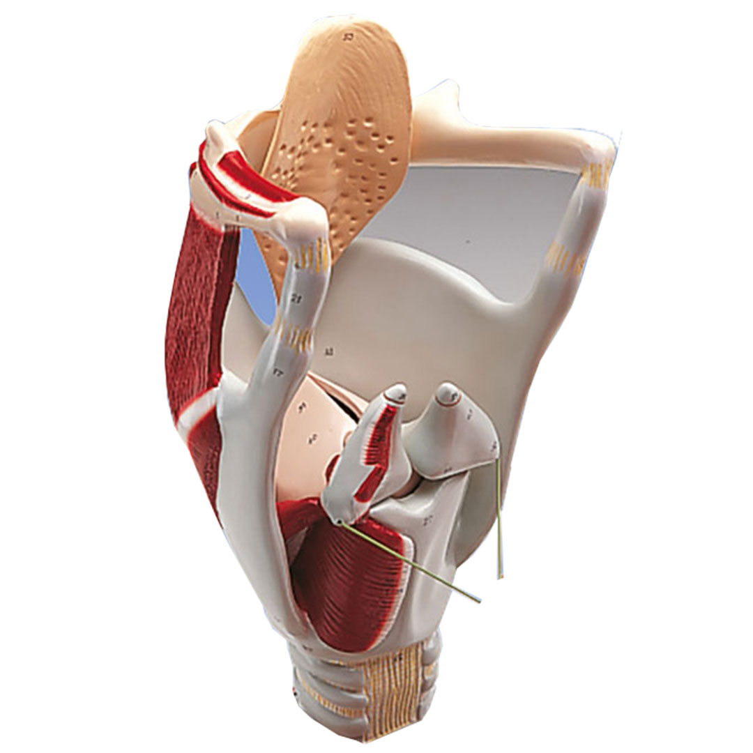 3B SCIENTIFIC Kehlkopf, 4-fach, Funktionsmodell (W42503)