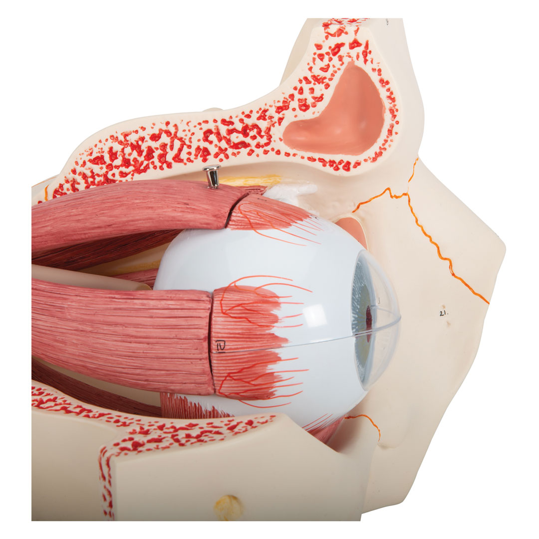 3B SCIENTIFIC Auge i.Augenhöhle, 7-tlg., 3-fach vergr. (F13), Grösse 18x26x19cm