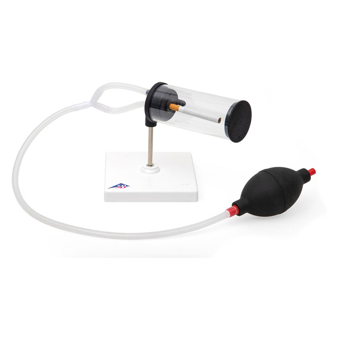 3B SCIENTIFIC Rauchermodell 3in1, aktiven, passiven und des indirekten Kontakts zum Rauch(T6000)