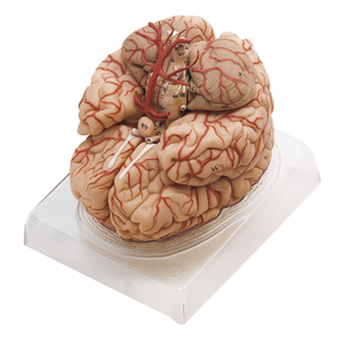 SOMSO® Gehirn mit Arterien, 9-t. auf Sockel