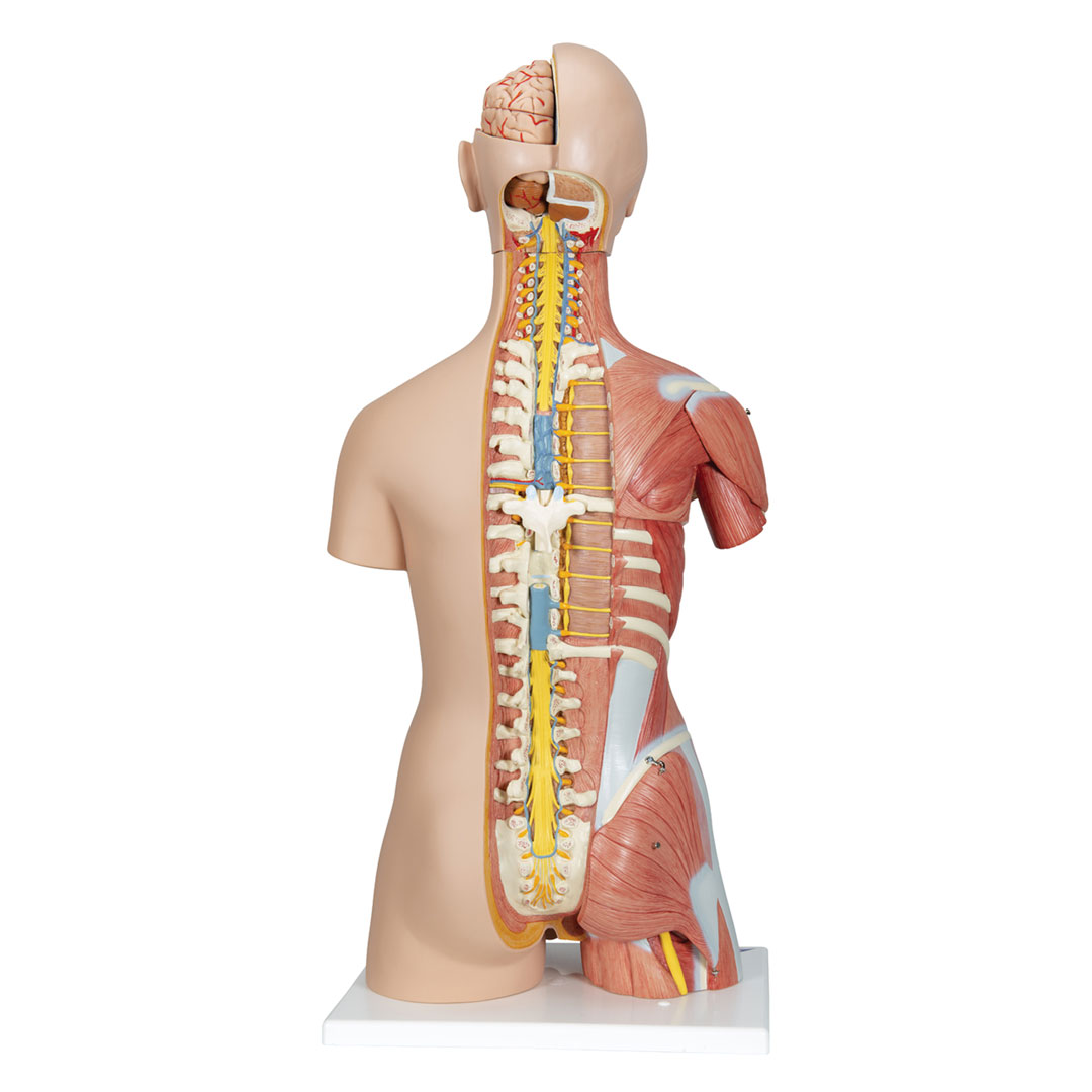 3B SCIENTIFIC Torso m.Kopf, Super-Muskel-Torso, 30 T. (B40)