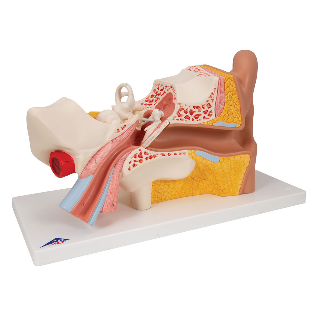 3B SCIENTIFIC Ohr, 4-tlg., Standardmodell (E10)