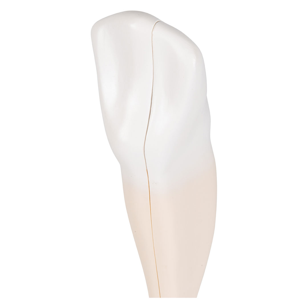 3B SCIENTIFIC Eckzahn, unten (D10/2)