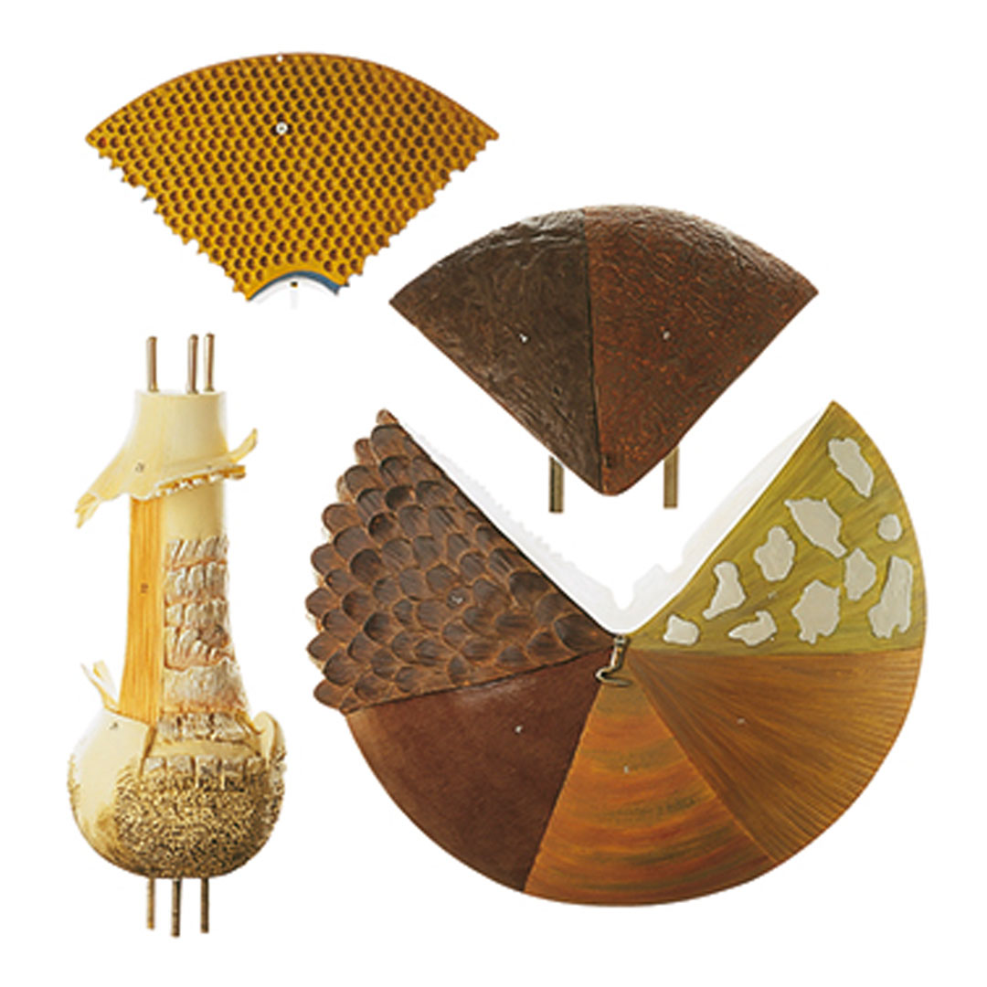 SOMSO® Aufbau von Hutpilzen,Modell