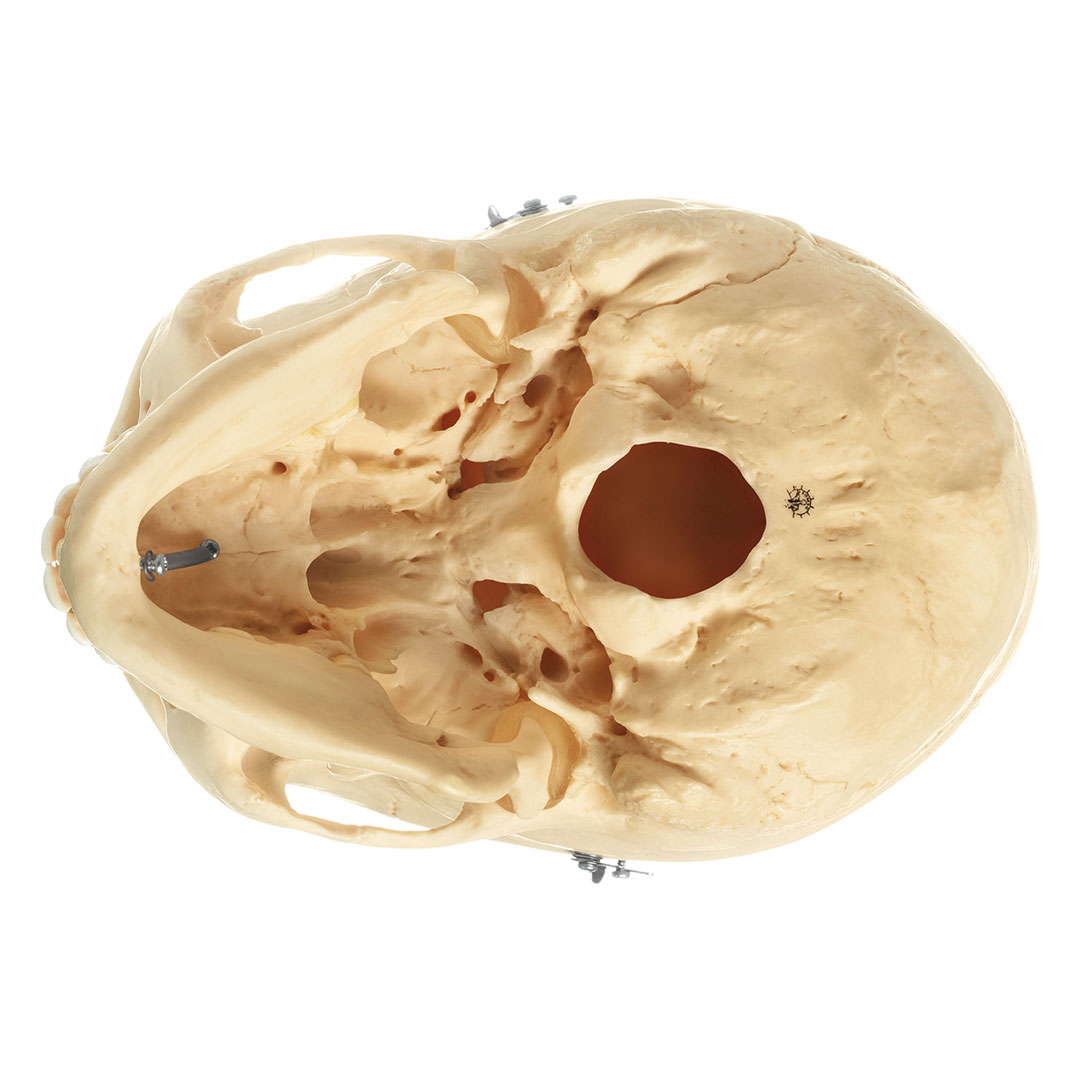 SOMSO® SCHÄDEL, weiblich