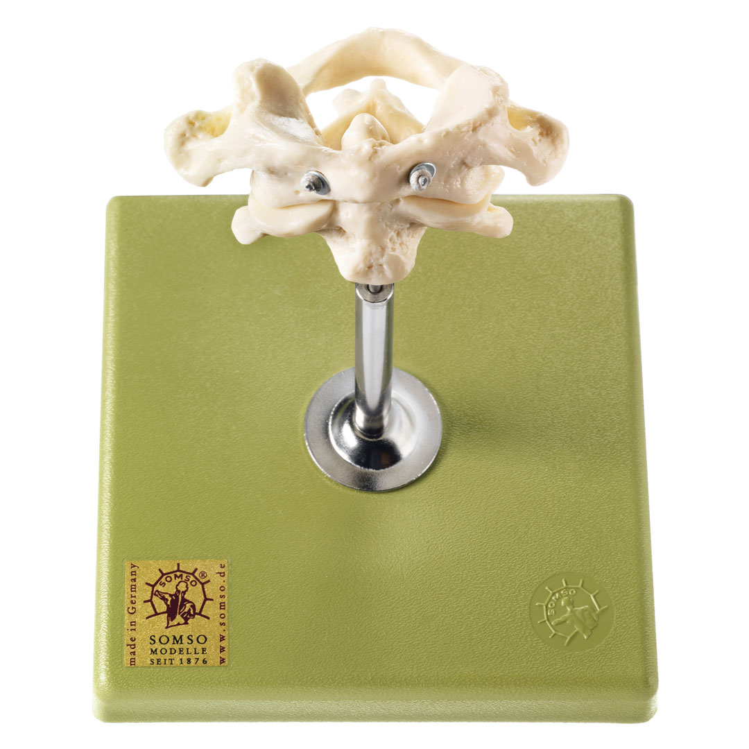 SOMSO® Erster und zweiter Halswirbel (Atlas und Axis)