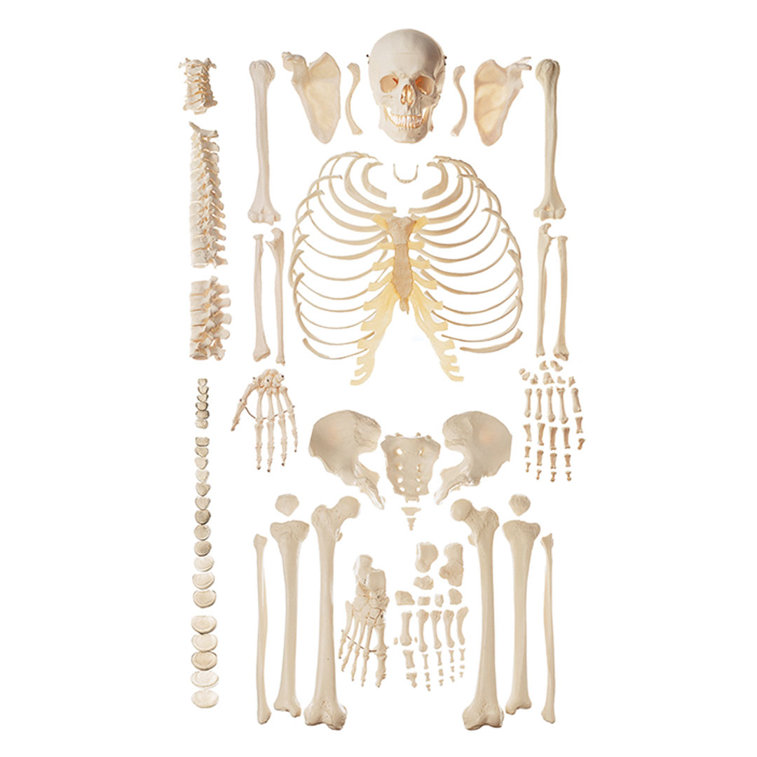 SOMSO® Unmontiertes Homoskelett