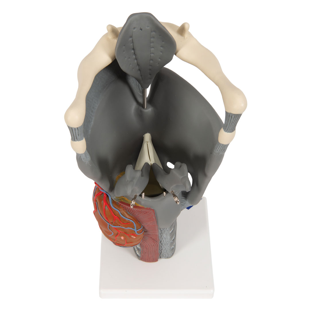 3B SCIENTIFIC Kehlkopf, Funktionsmodell, 2,5-fach (G20)