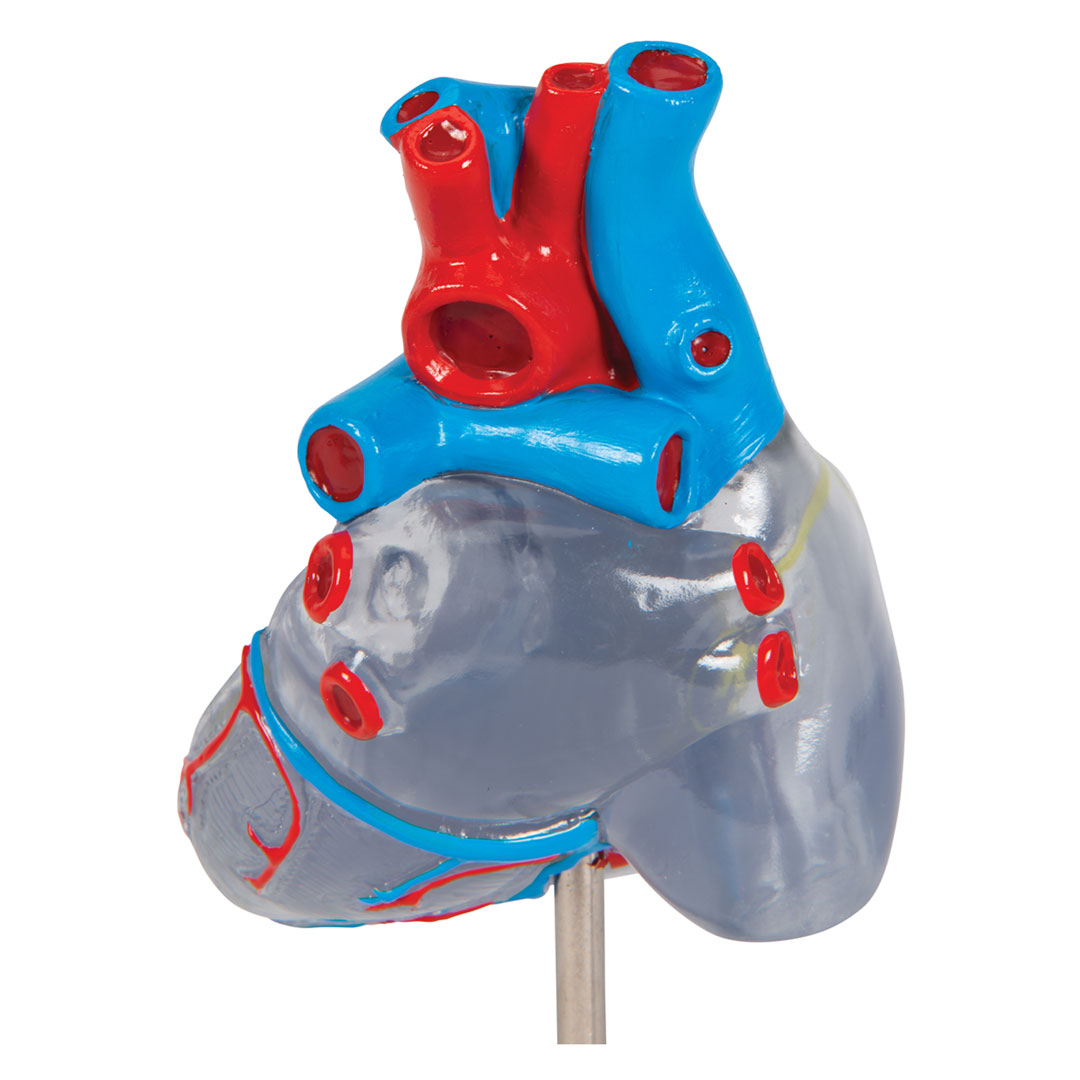 3B SCIENTIFIC Transparentes Herz, 2-teilig (G08/3)