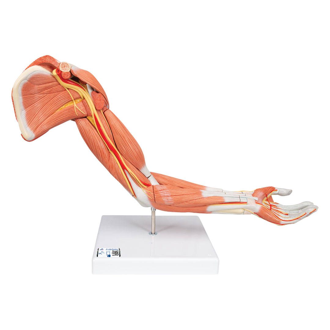 3B SCIENTIFIC Muskelarm, 6-teilig