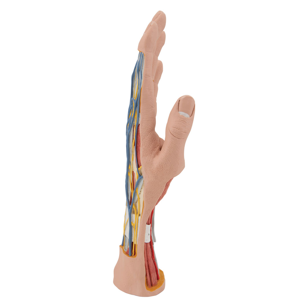 3B SCIENTIFIC Hand-Struktur-Mod., 3-tlg. (M18)
