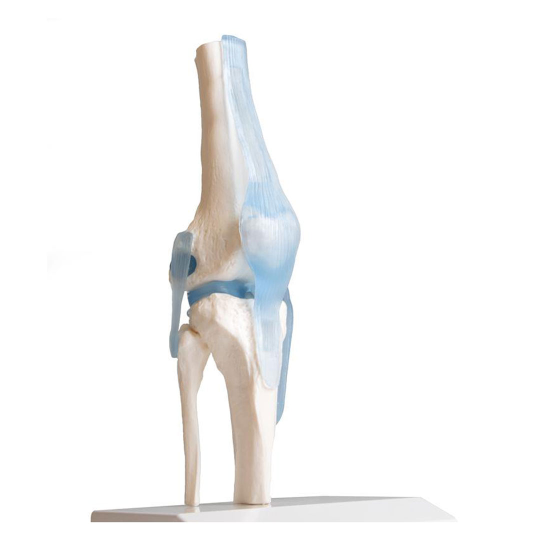 ERLER ZIMMER Kniegelenk auf Stativ mit Stümpfen