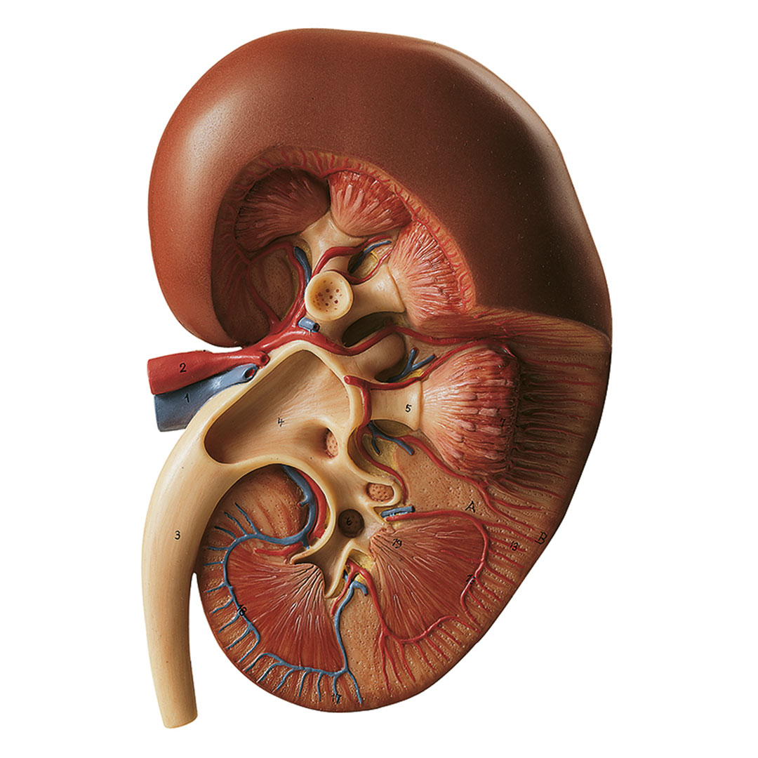 SOMSO® Rechte Niere, 3fach vergrössert