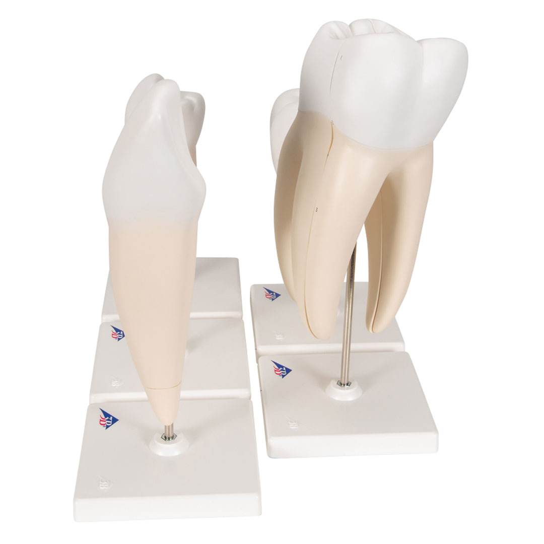 3B SCIENTIFIC Zahnmodellserie, 5 Modelle