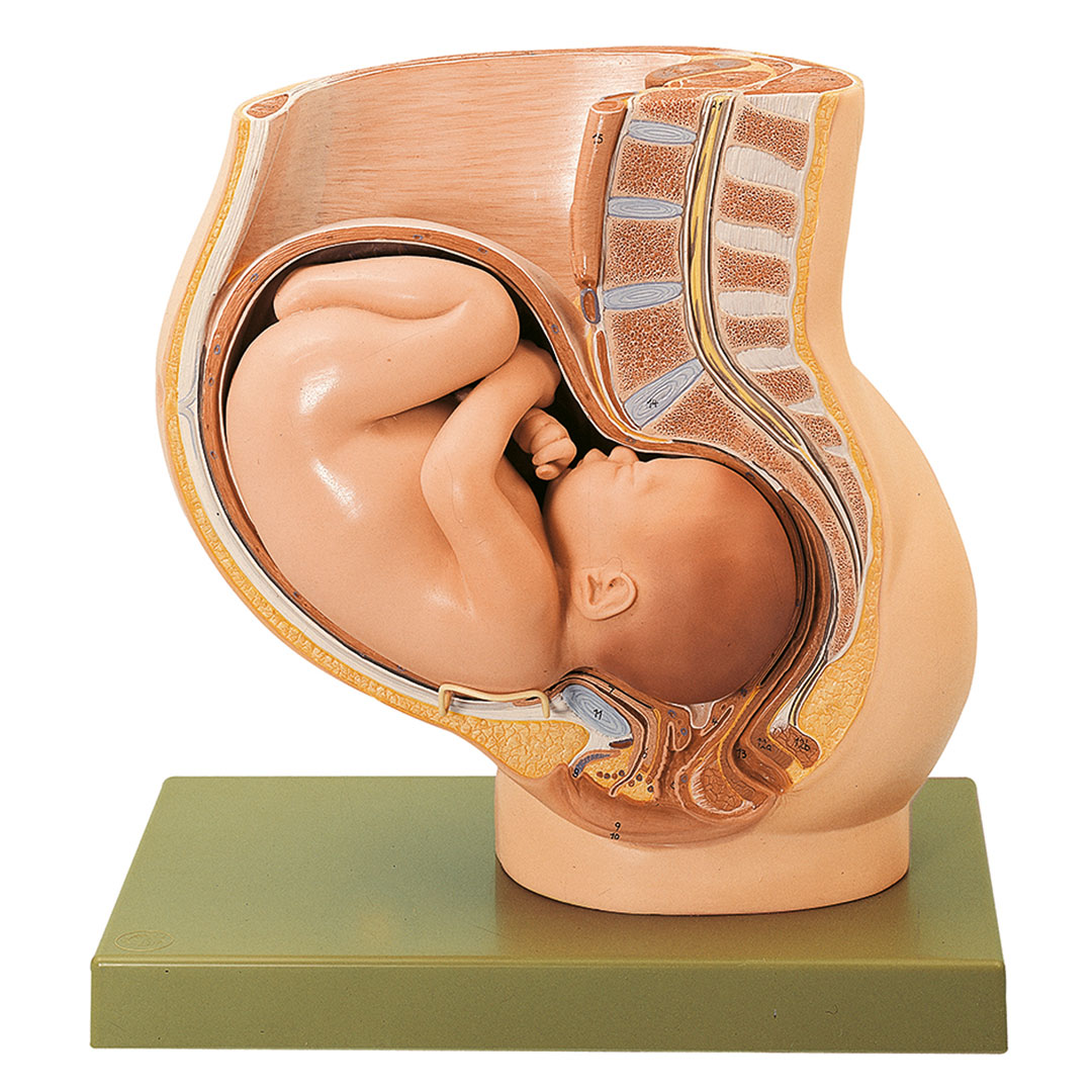 SOMSO® Becken mit Uterus im 9. Monat