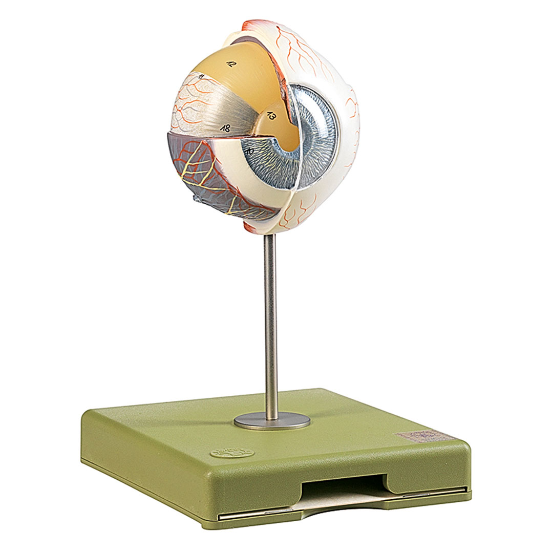 SOMSO® Augapfel, 4-fach, unzerlegbar