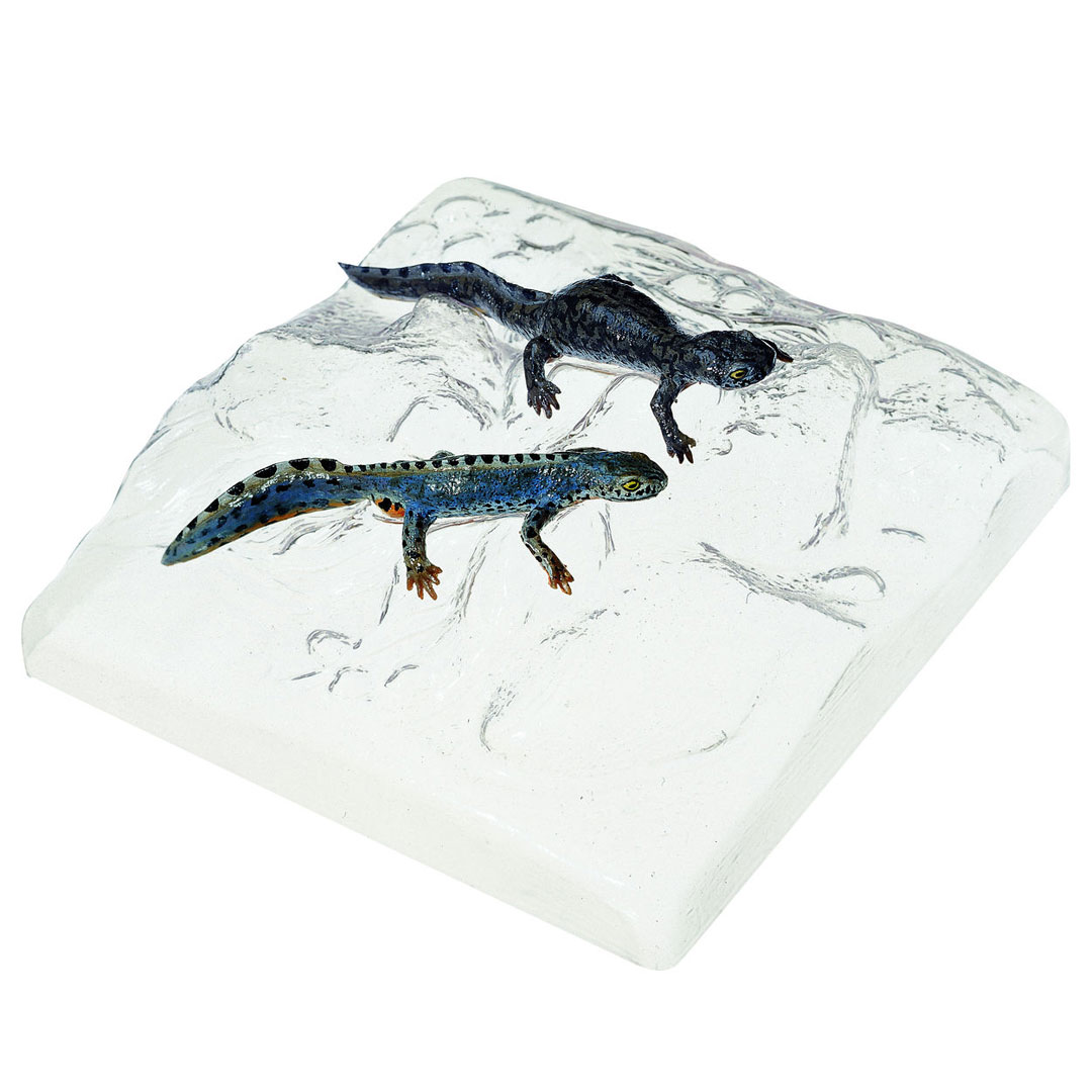 SOMSO® Berg- oder Alpenmolch, Wassertracht, männlich+weiblich