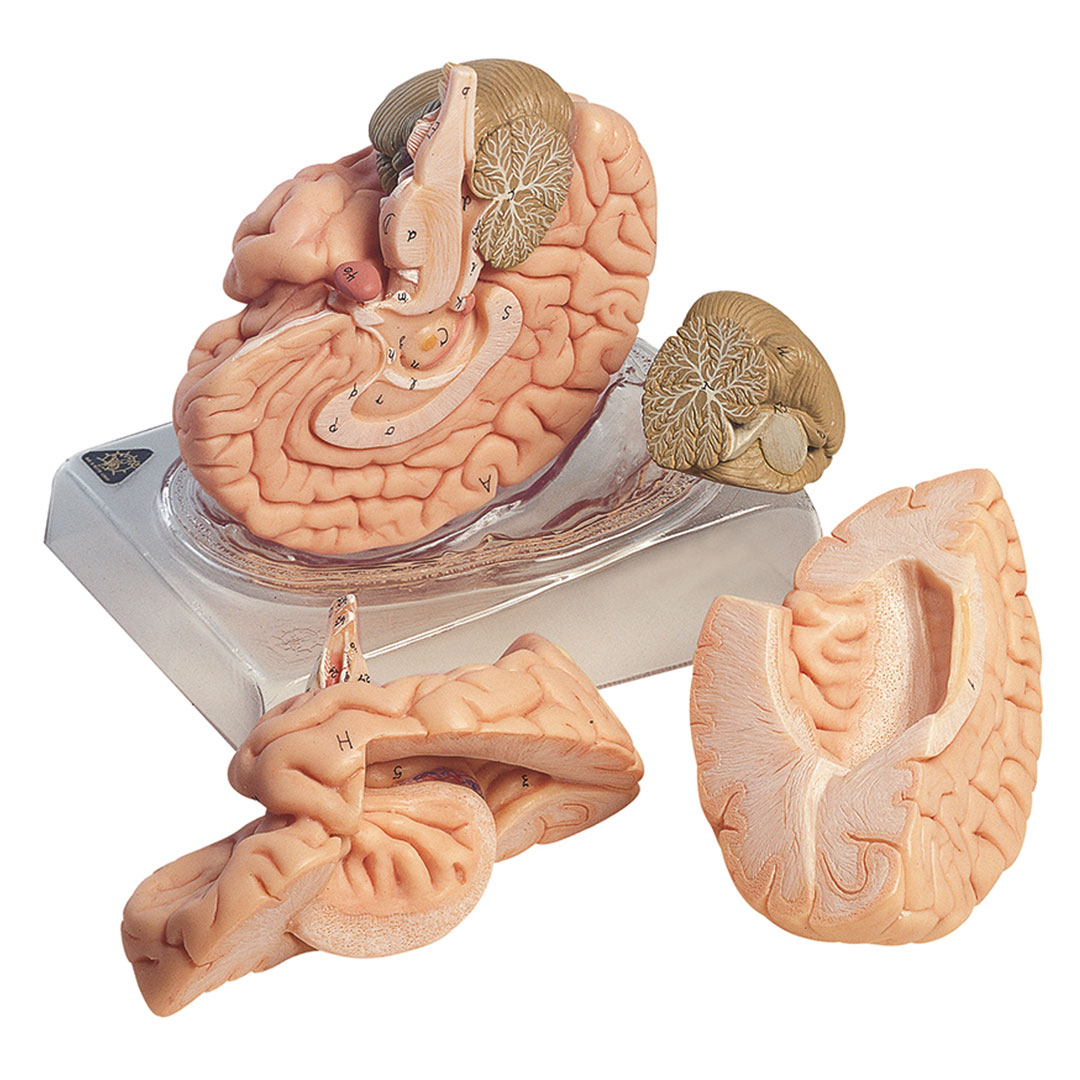 SOMSO® Gehirn, 4-tlg., a.Sockel