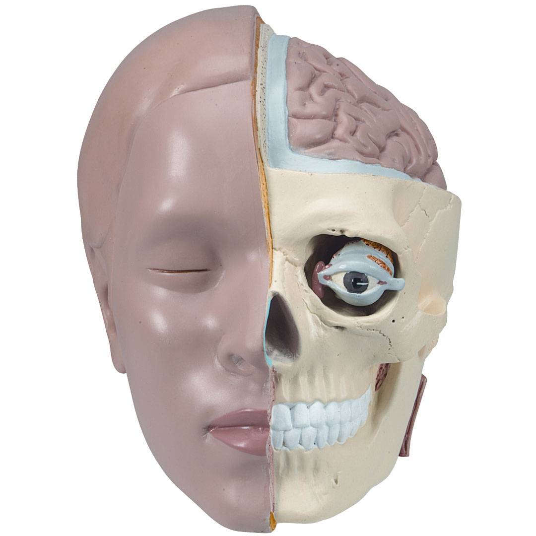 3B SCIENTIFIC Ersatz Kopf 2-teilig zu Torso (B09+B32)