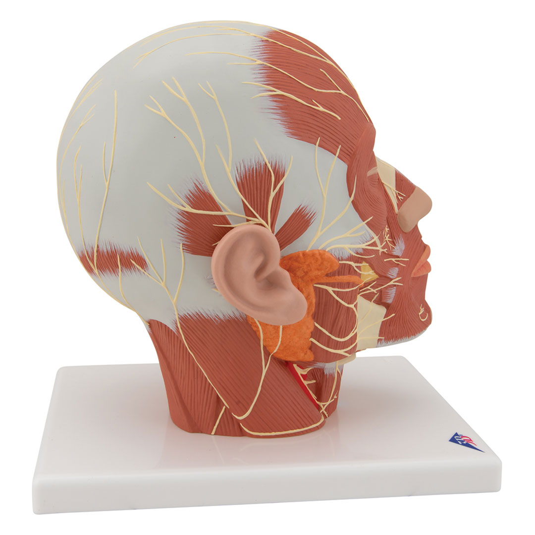 3B SCIENTIFIC Kupfmuskulatur mit Nerven (VB129)