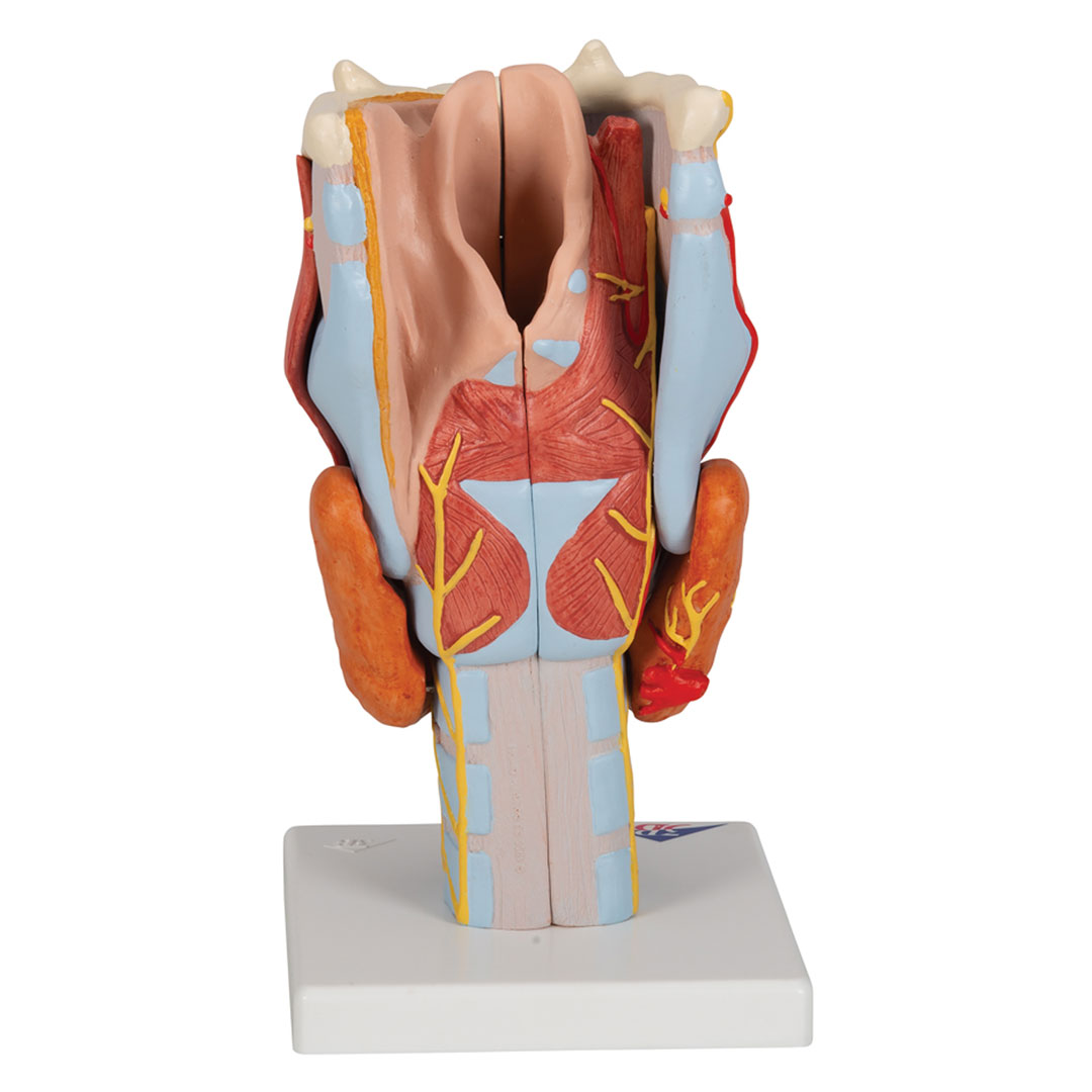 3B SCIENTIFIC Kehlkopf, 7-tlg. 2-fache Grösse (G21)