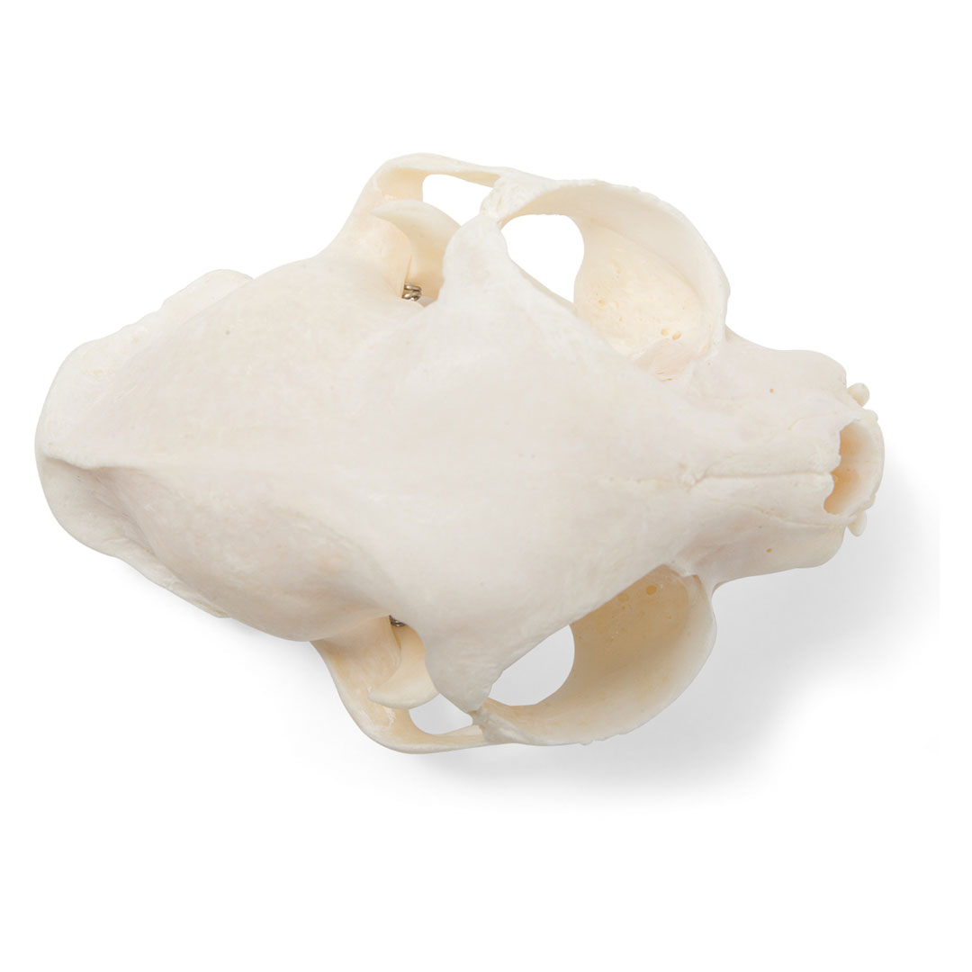 3B SCIENTIFIC Katze, Schädel-Skelett