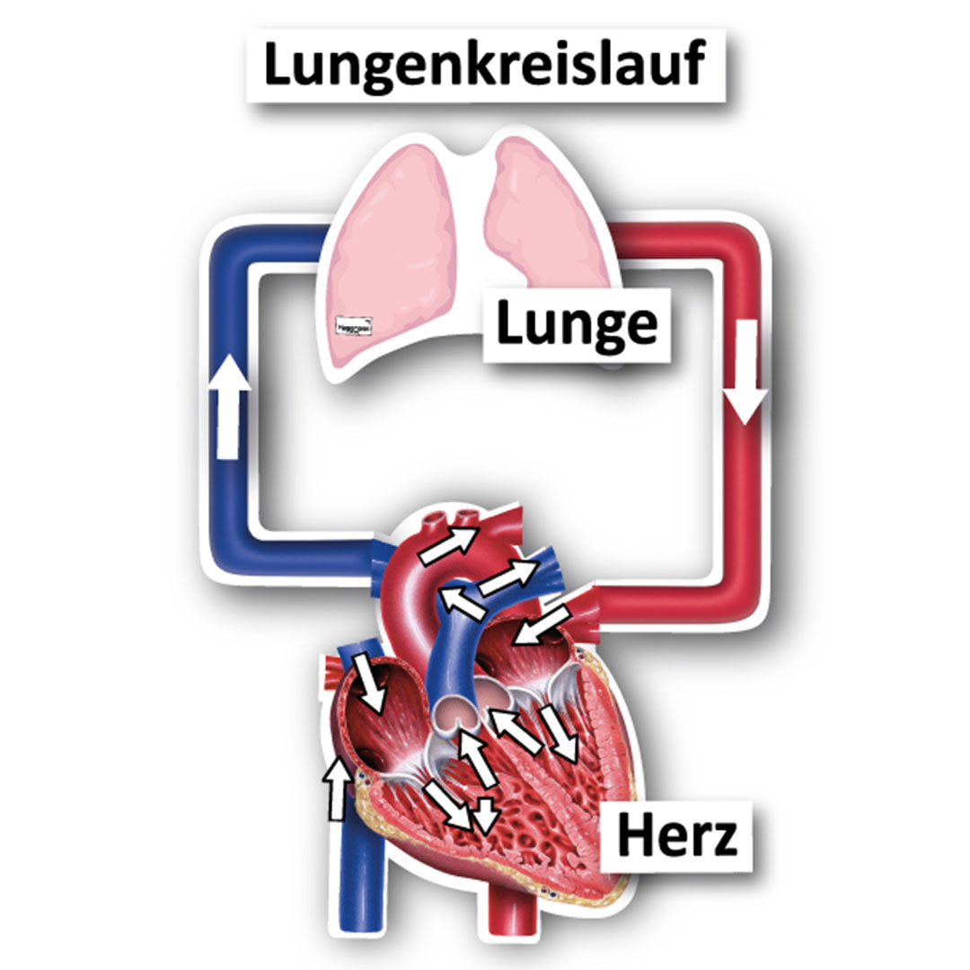 Blutkreislauf des Menschen, magnetisch, 34-teilig