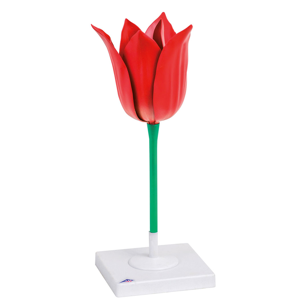 3B SCIENTIFIC Tulpenblüte, Modell 3B SCIENTIFIC Tulpenblüte, Modell
