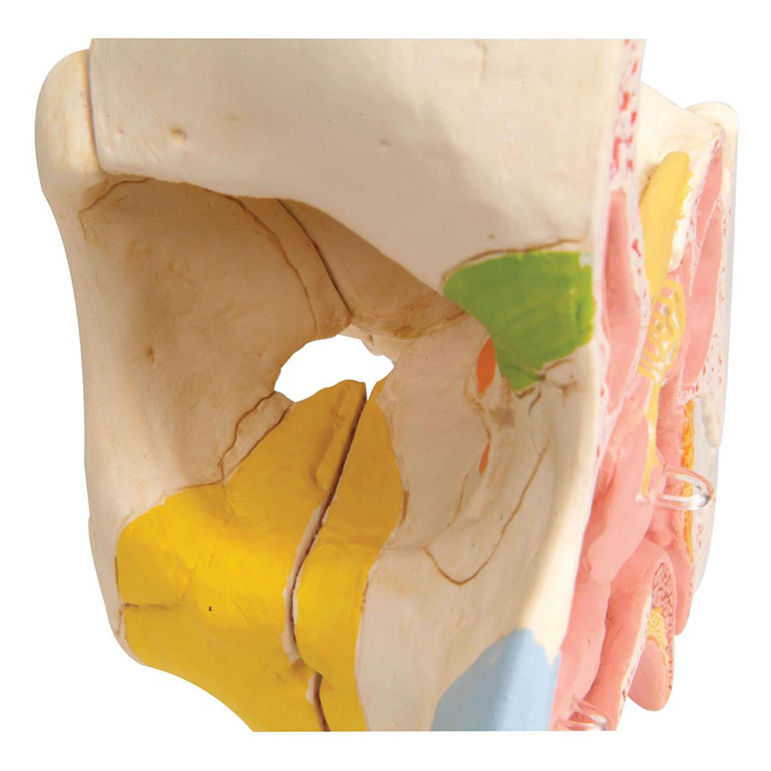 3B SCIENTIFIC Nase mit Nasennebenhöhlen, 5-teilig (E20), Grösse 26x19x24cm